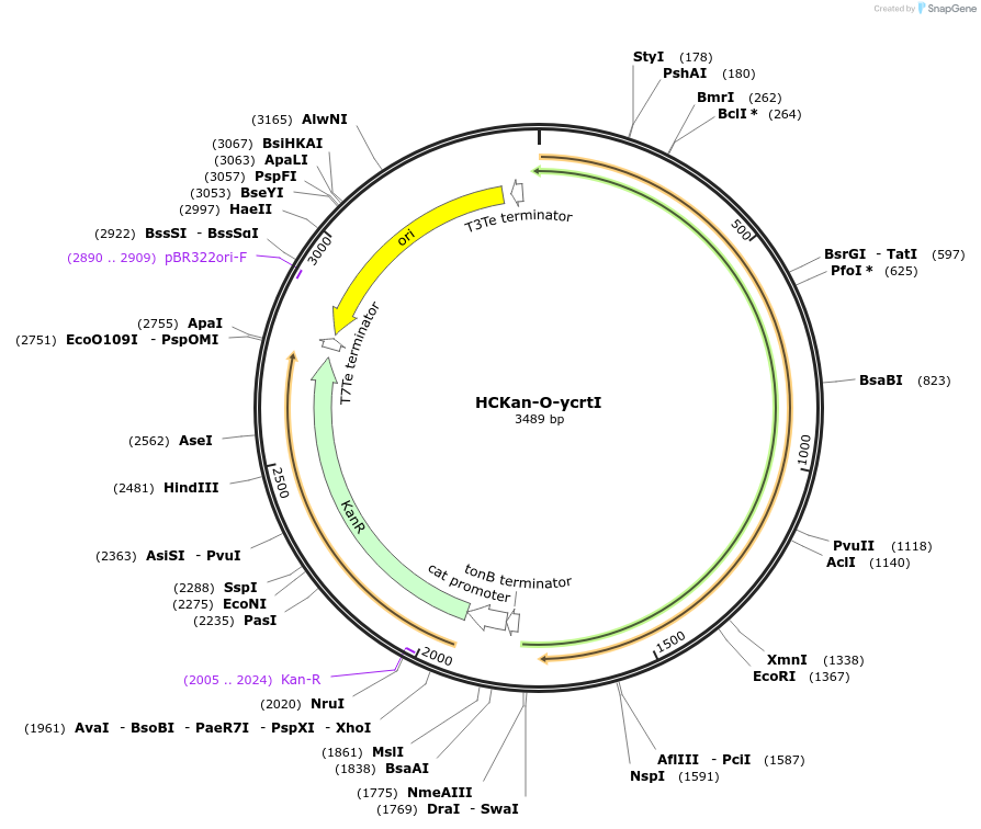65345-plasmid-map-sequence-id-110578