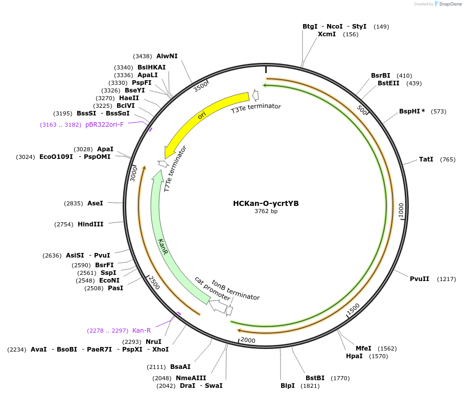 65346-plasmid-map-sequence-id-110579
