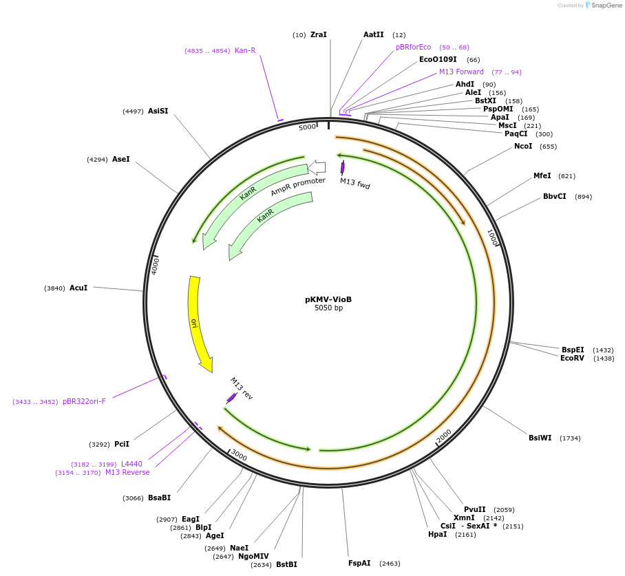 65348-plasmid-map-sequence-id-110581