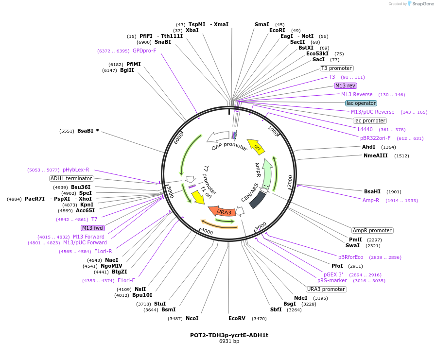 65352-plasmid-map-sequence-id-110585