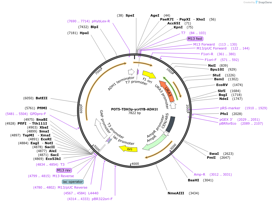 65358-plasmid-map-sequence-id-110591