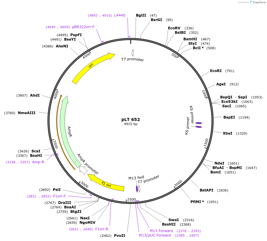 59997-plasmid-map-sequence-id-110770