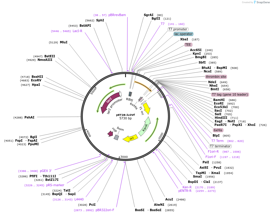 63723-plasmid-map-sequence-id-110780