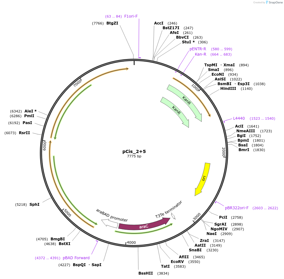 60586-plasmid-map-sequence-id-110810