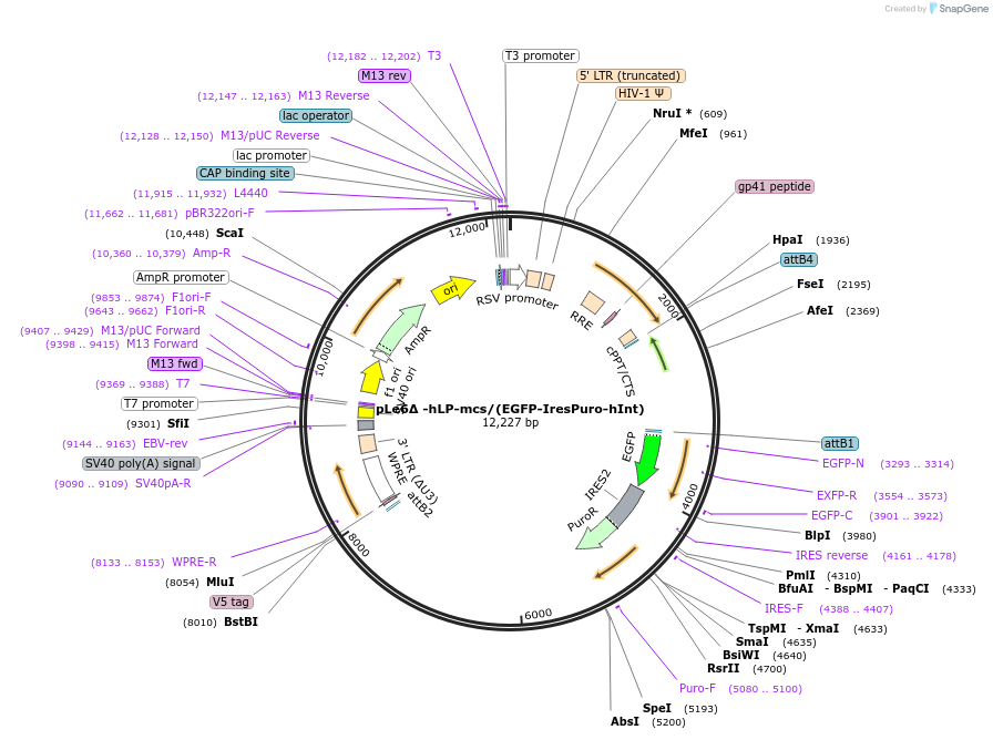 64314-plasmid-map-sequence-id-110901