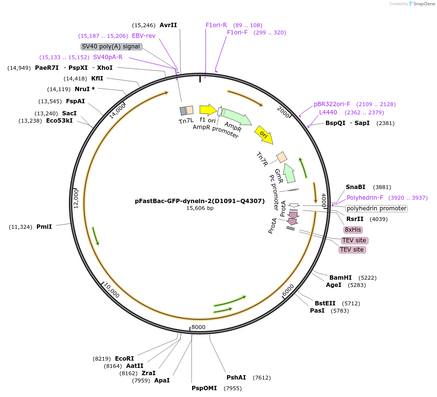 64064-plasmid-map-sequence-id-110915