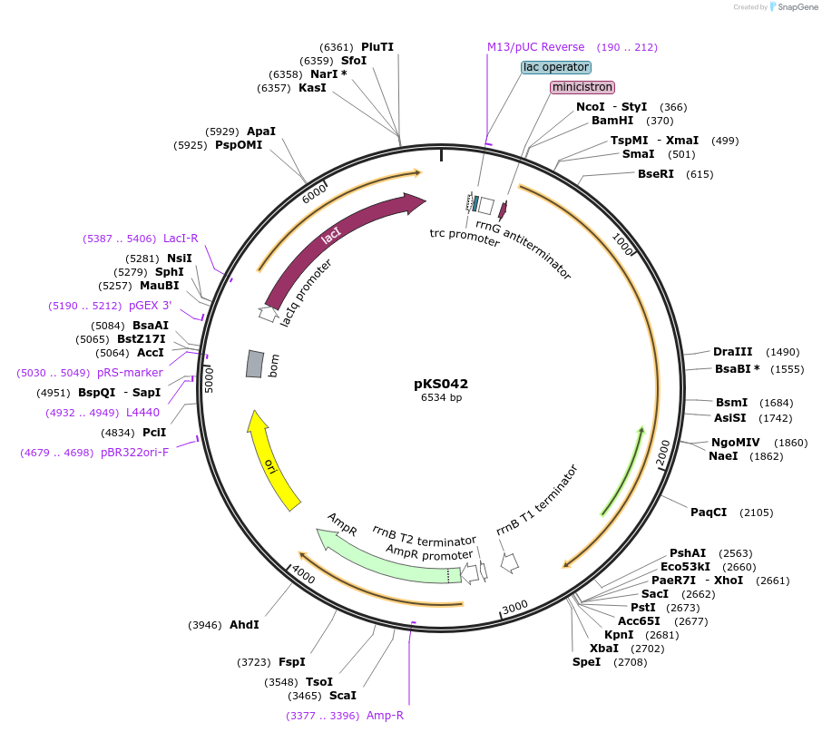 65470-plasmid-map-sequence-id-111018
