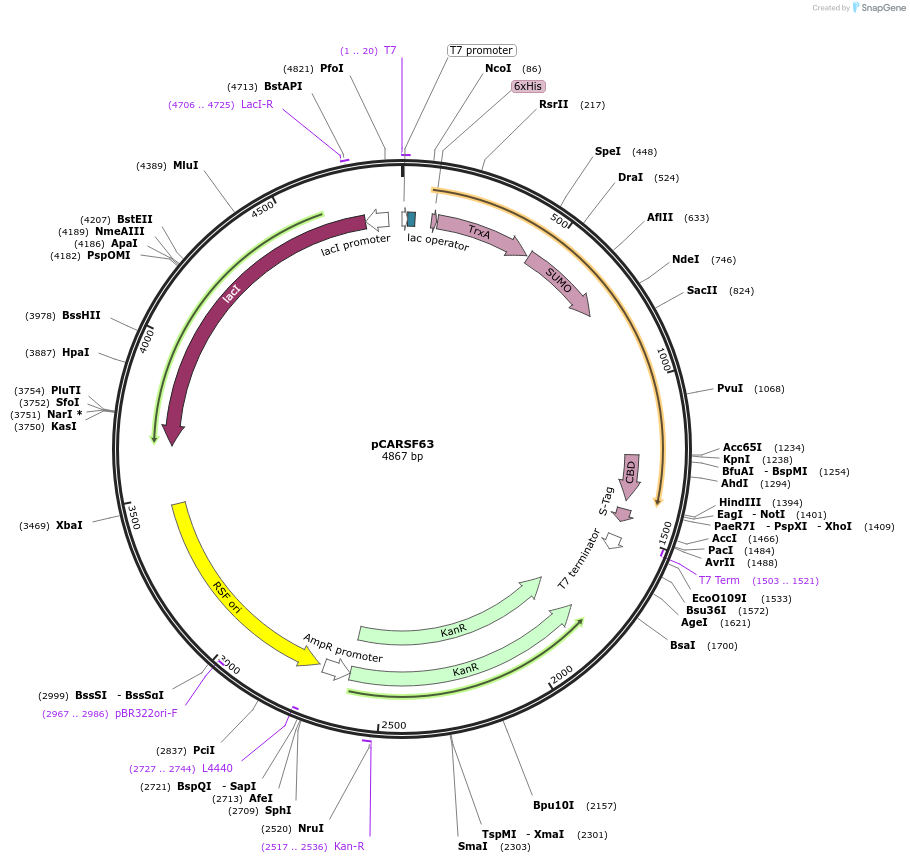 64695-plasmid-map-sequence-id-111025