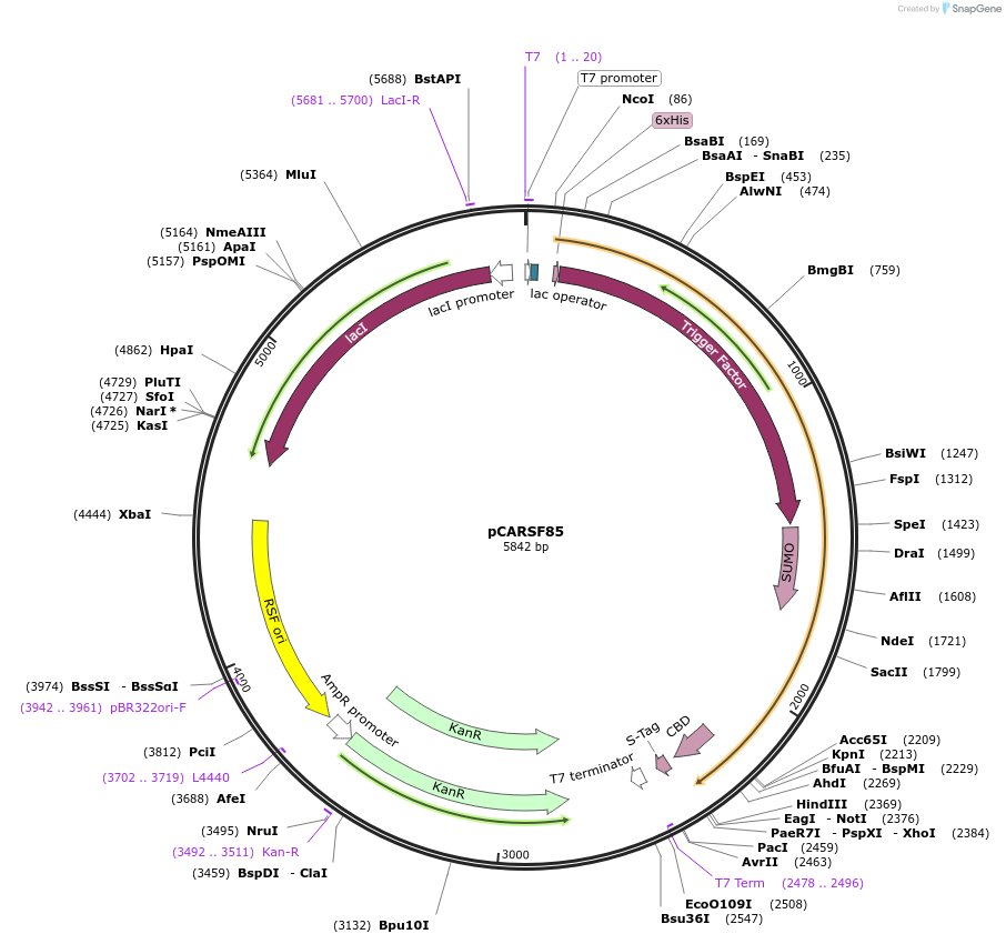 64694-plasmid-map-sequence-id-111026