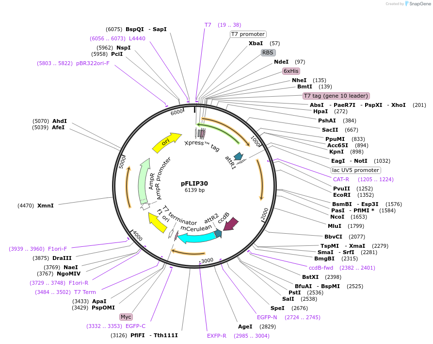 65499-plasmid-map-sequence-id-111219
