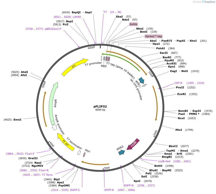 65500-plasmid-map-sequence-id-111220
