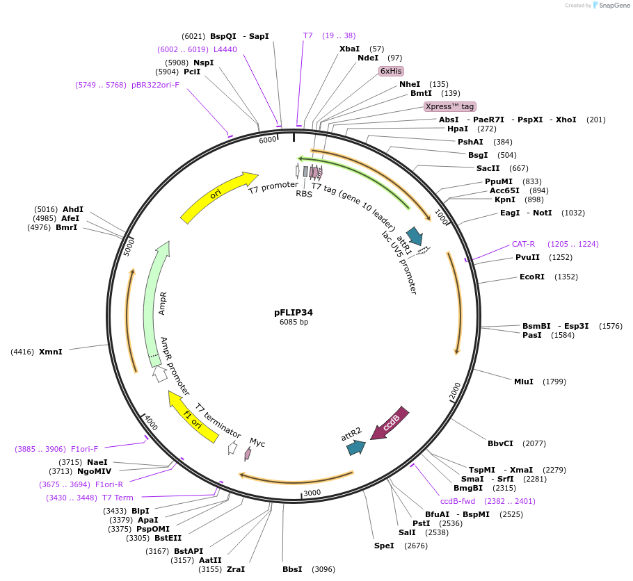 65501-plasmid-map-sequence-id-111221