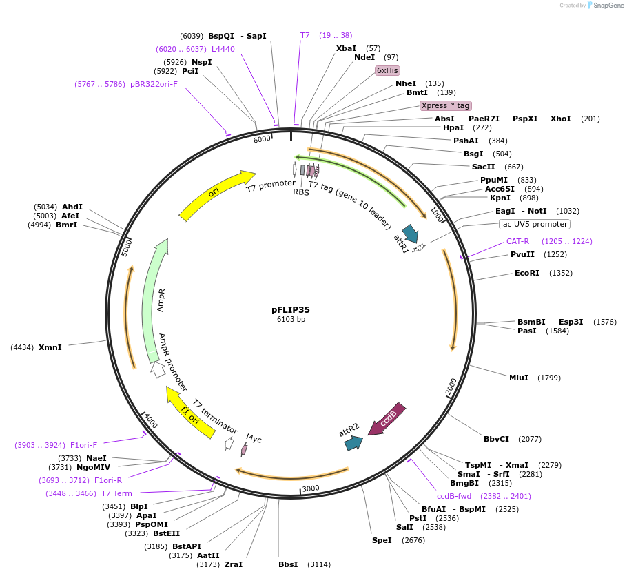 65502-plasmid-map-sequence-id-111222