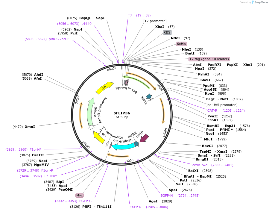 65504-plasmid-map-sequence-id-111223
