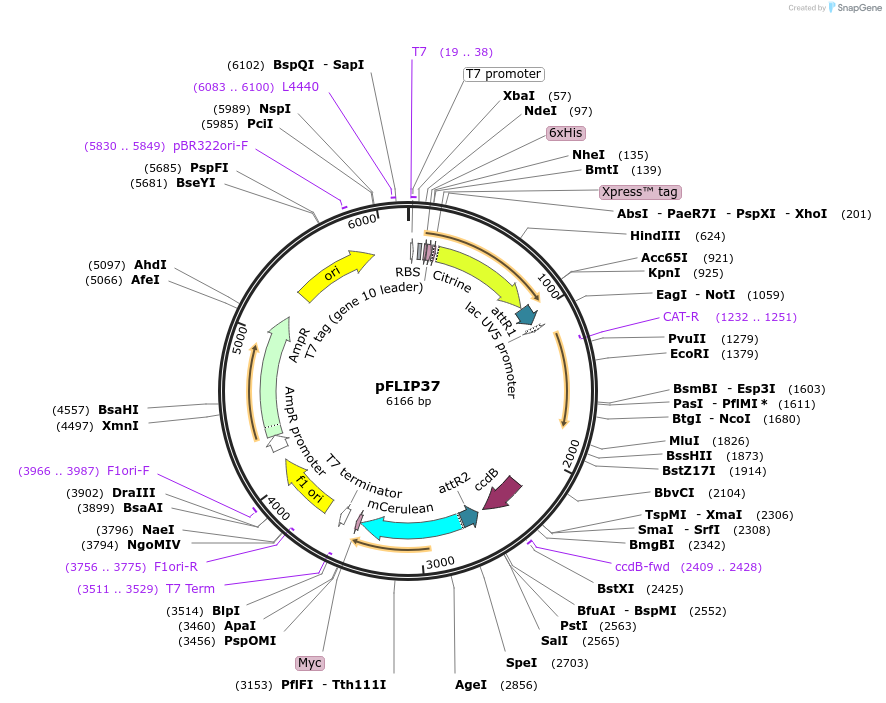 65505-plasmid-map-sequence-id-111225