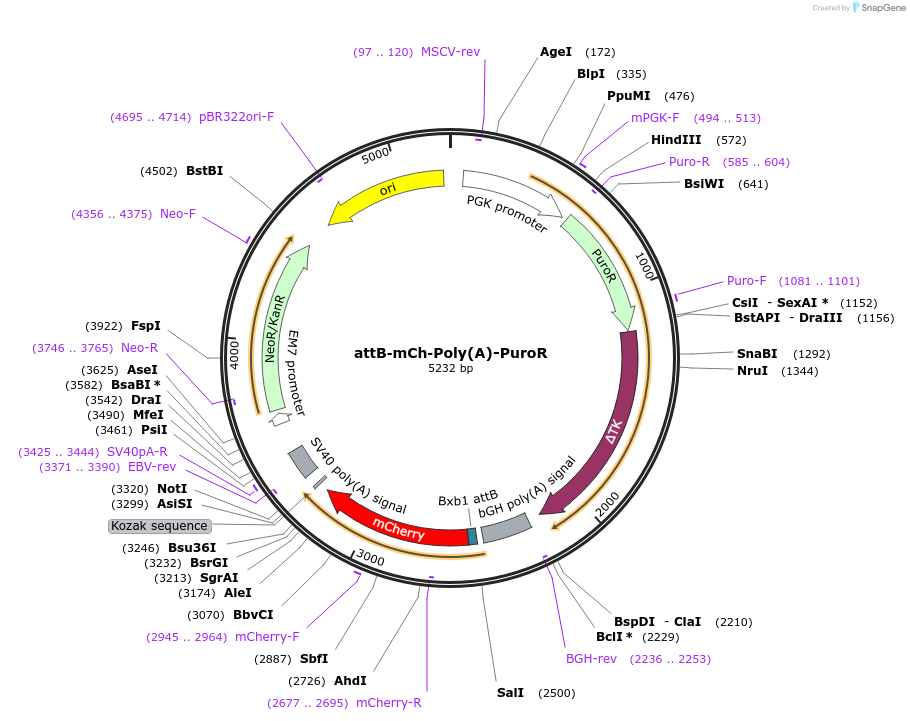 65529-plasmid-map-sequence-id-111228