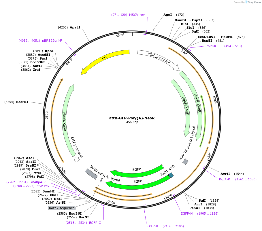 65526-plasmid-map-sequence-id-111231