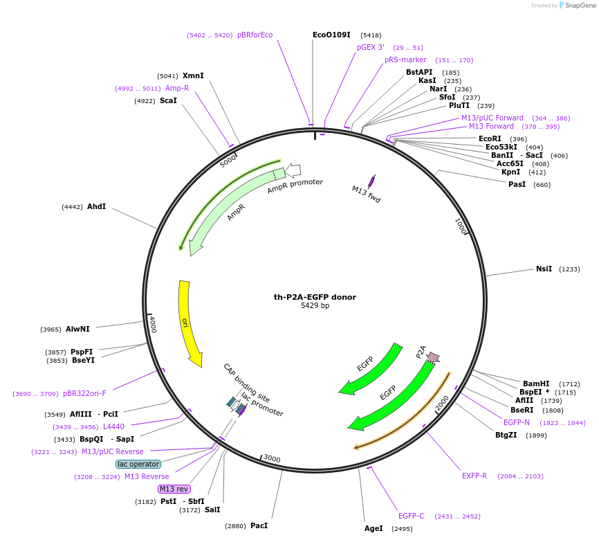 65562-plasmid-map-sequence-id-111286