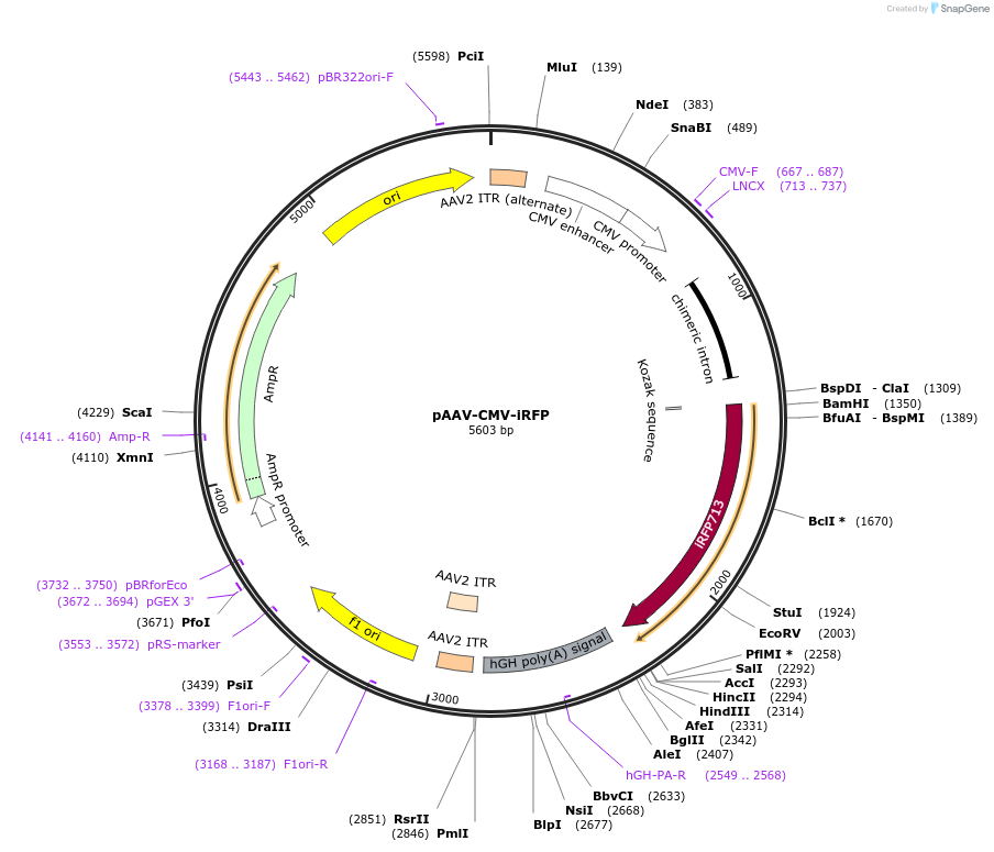 64887-plasmid-map-sequence-id-111290