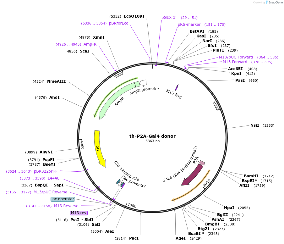 65563-plasmid-map-sequence-id-111292