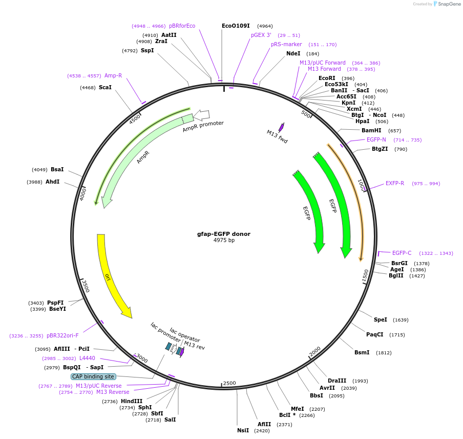 65564-plasmid-map-sequence-id-111294