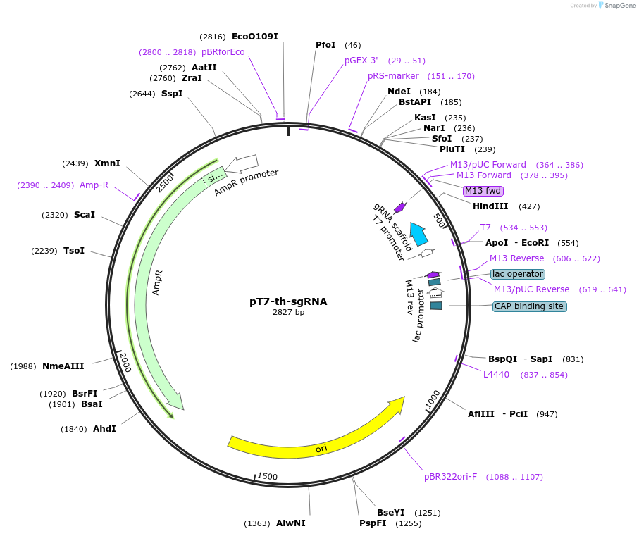 65565-plasmid-map-sequence-id-111296