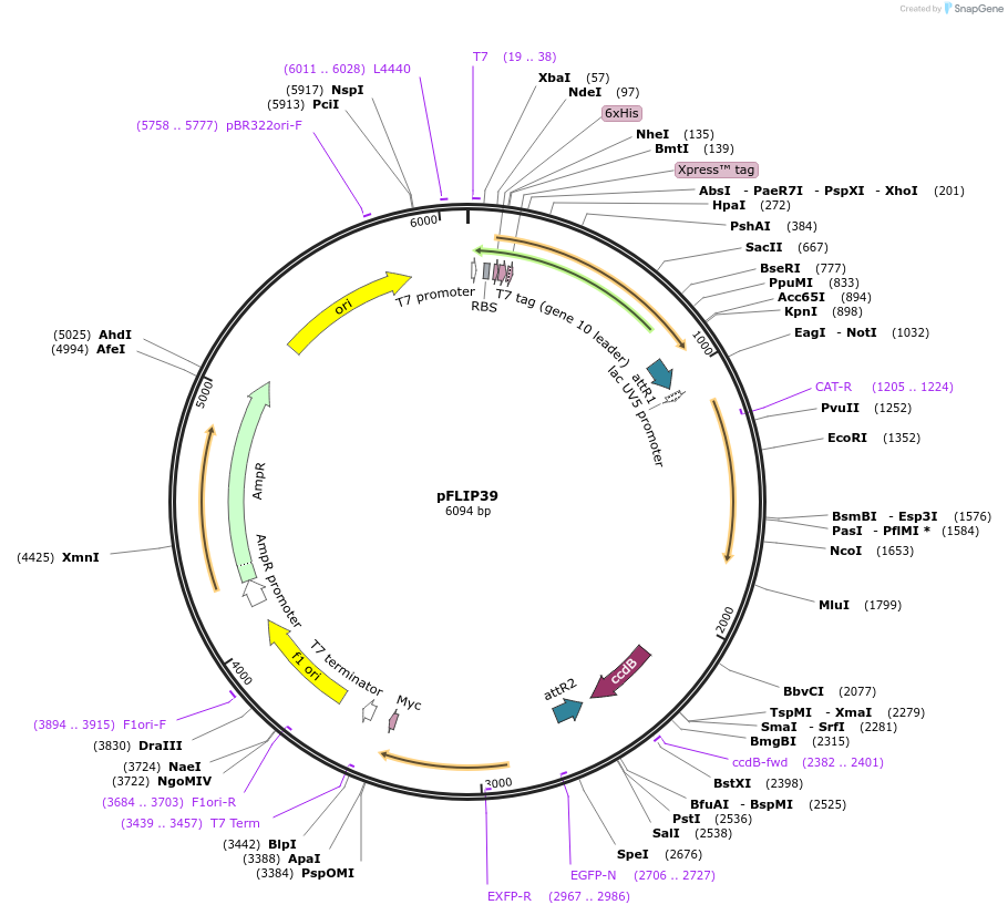 65507-plasmid-map-sequence-id-111416