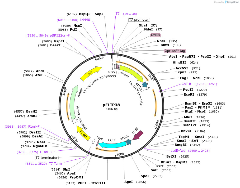 65616-plasmid-map-sequence-id-111417