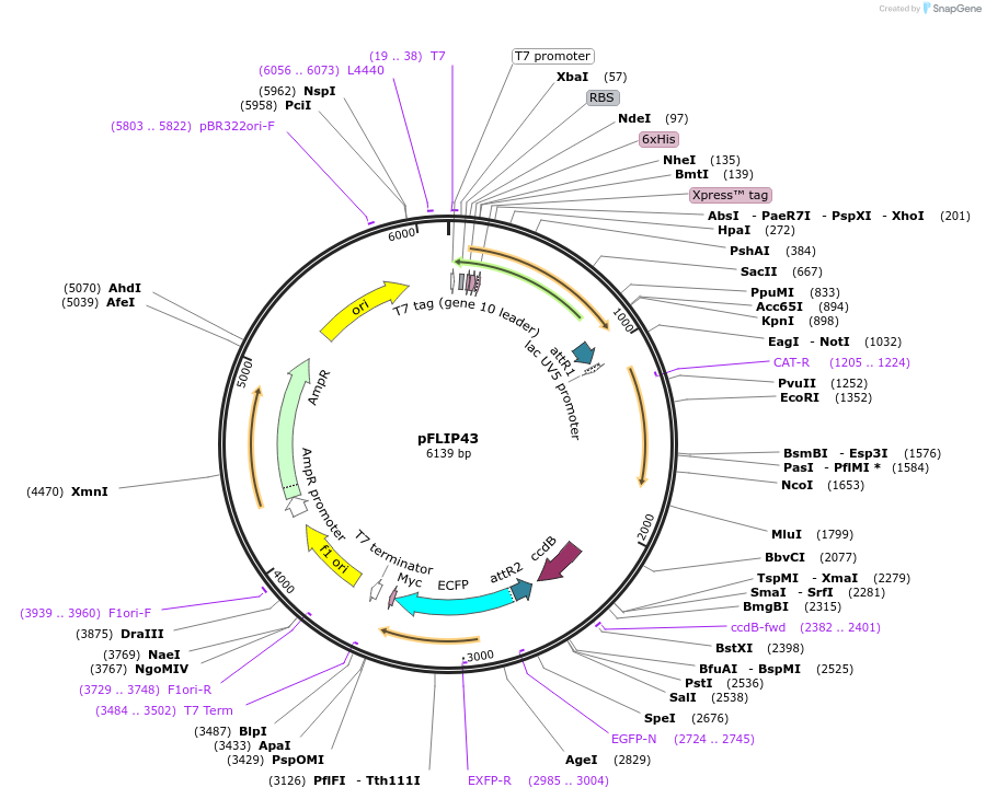 65618-plasmid-map-sequence-id-111420