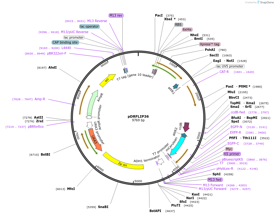 65514-plasmid-map-sequence-id-111424