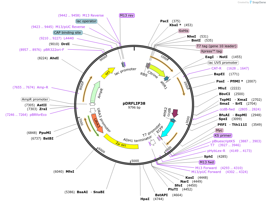65516-plasmid-map-sequence-id-111426