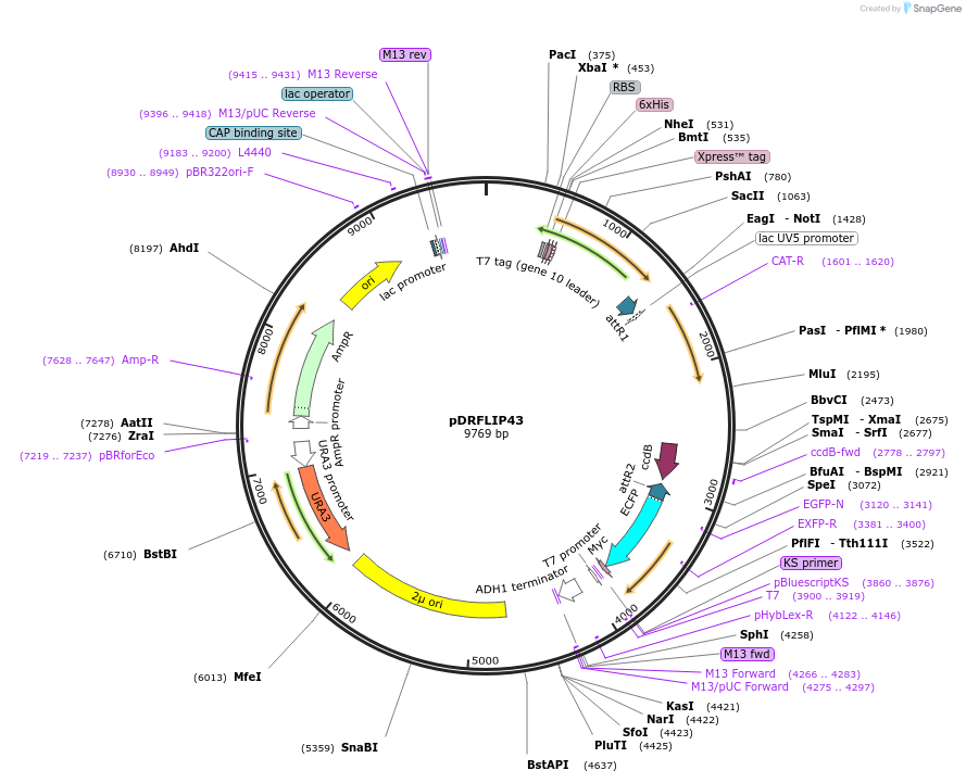 65519-plasmid-map-sequence-id-111429