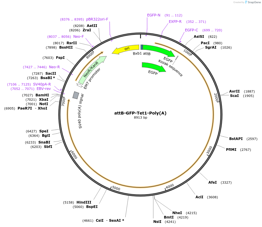 65559-plasmid-map-sequence-id-111433