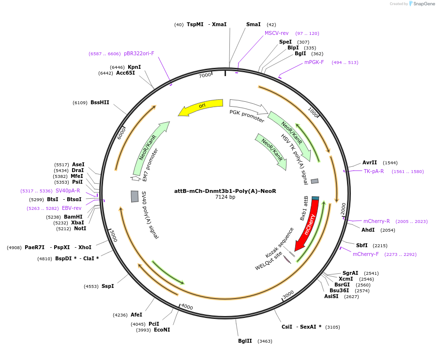 65553-plasmid-map-sequence-id-111441
