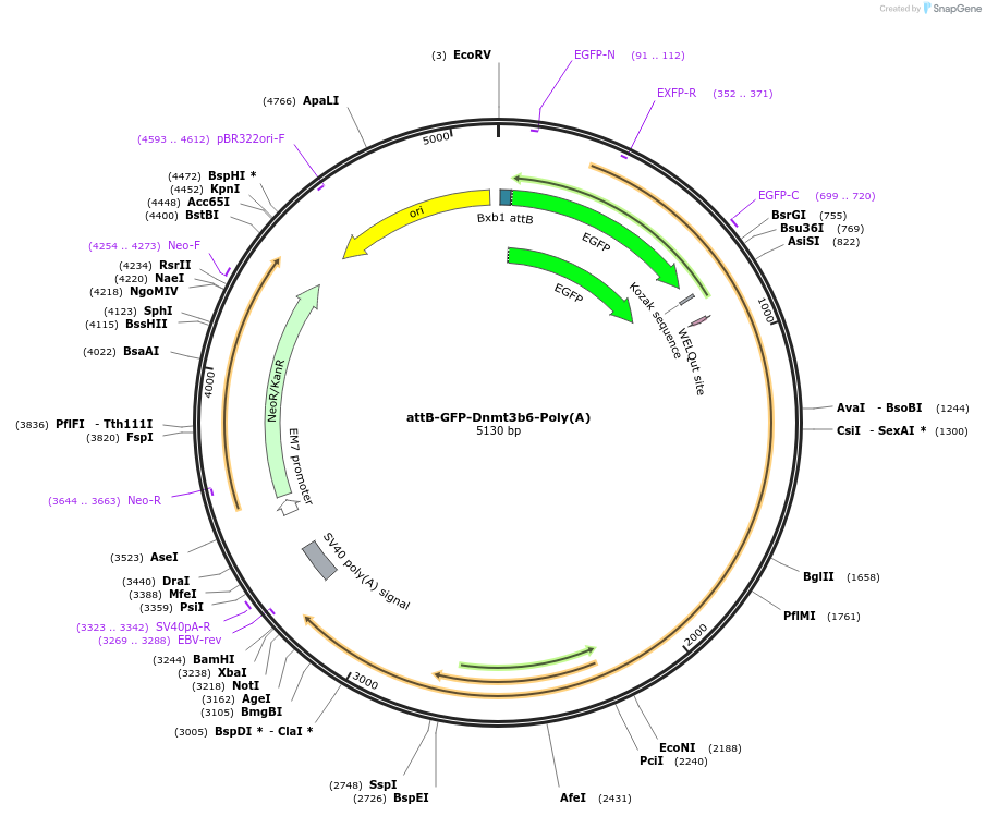65532-plasmid-map-sequence-id-111446