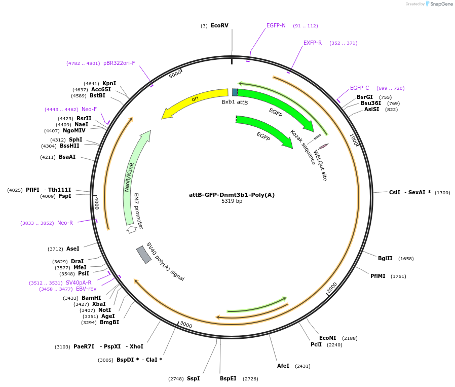 65531-plasmid-map-sequence-id-111447