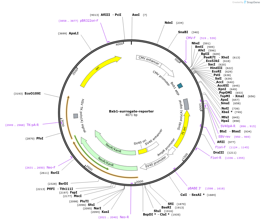 65624-plasmid-map-sequence-id-111448