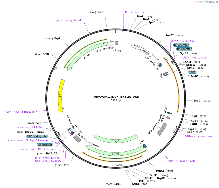 65667-plasmid-map-sequence-id-111624