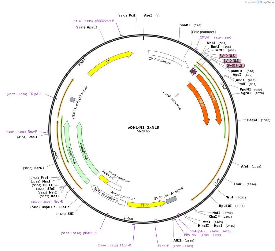65674-plasmid-map-sequence-id-111645