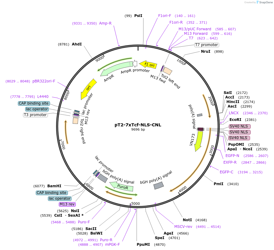 65712-plasmid-map-sequence-id-111686