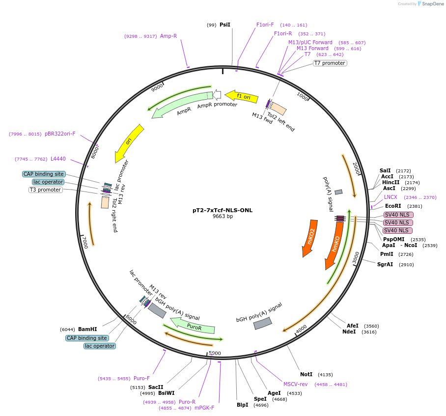 65713-plasmid-map-sequence-id-111687