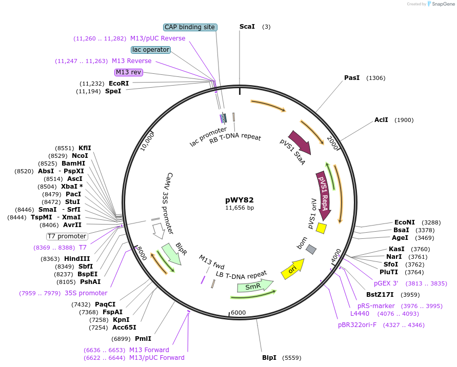 65721-plasmid-map-sequence-id-111701