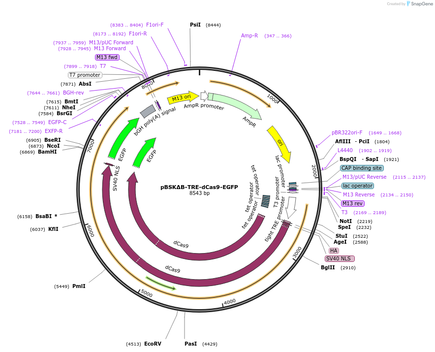 62347-plasmid-map-sequence-id-111705