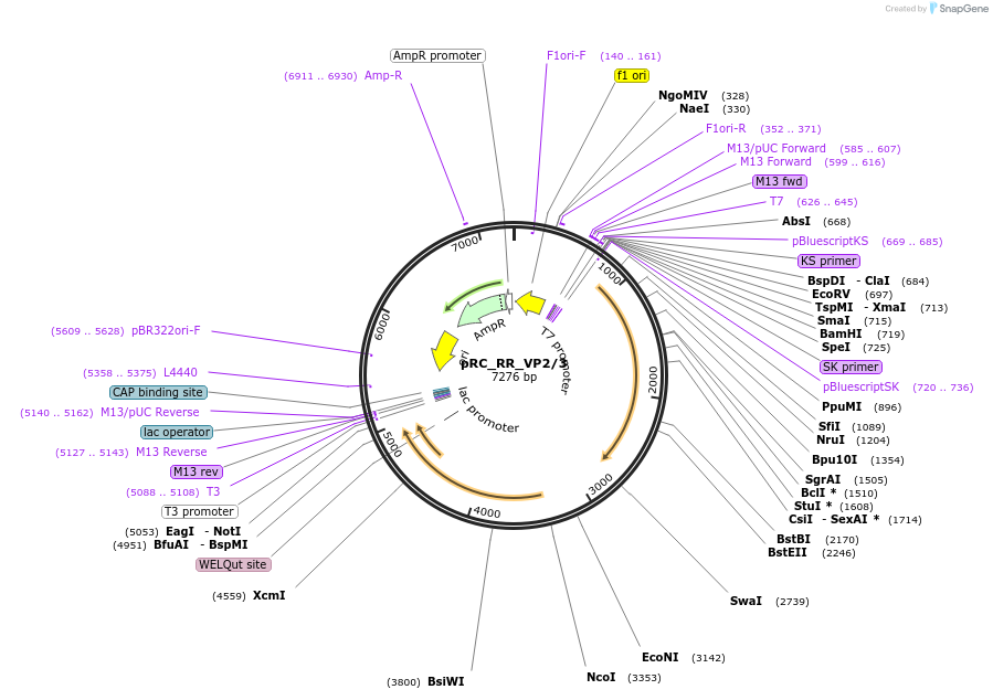 65725-plasmid-map-sequence-id-111764