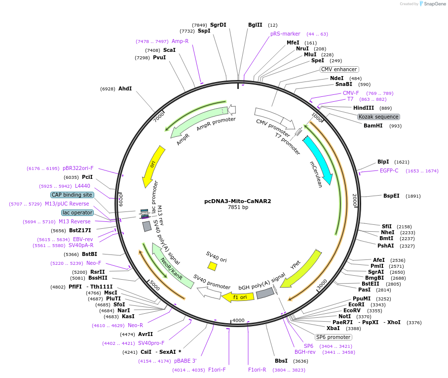 64731-plasmid-map-sequence-id-111768