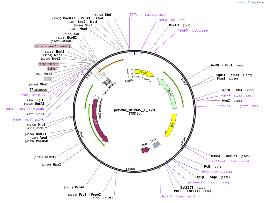65738-plasmid-map-sequence-id-111775