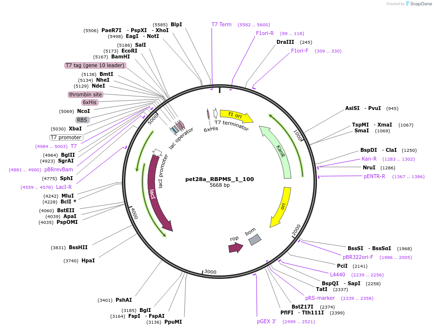 65735-plasmid-map-sequence-id-111778