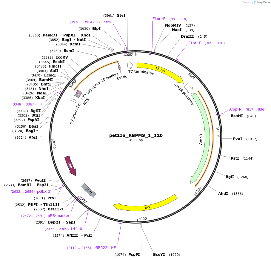 65730-plasmid-map-sequence-id-111784