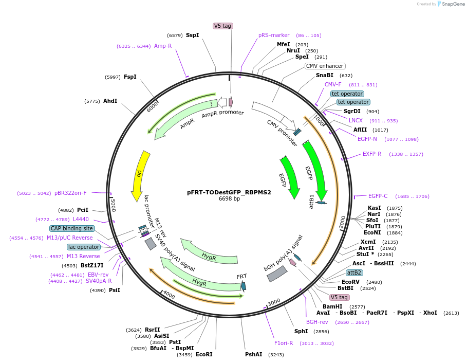 65747-plasmid-map-sequence-id-111804