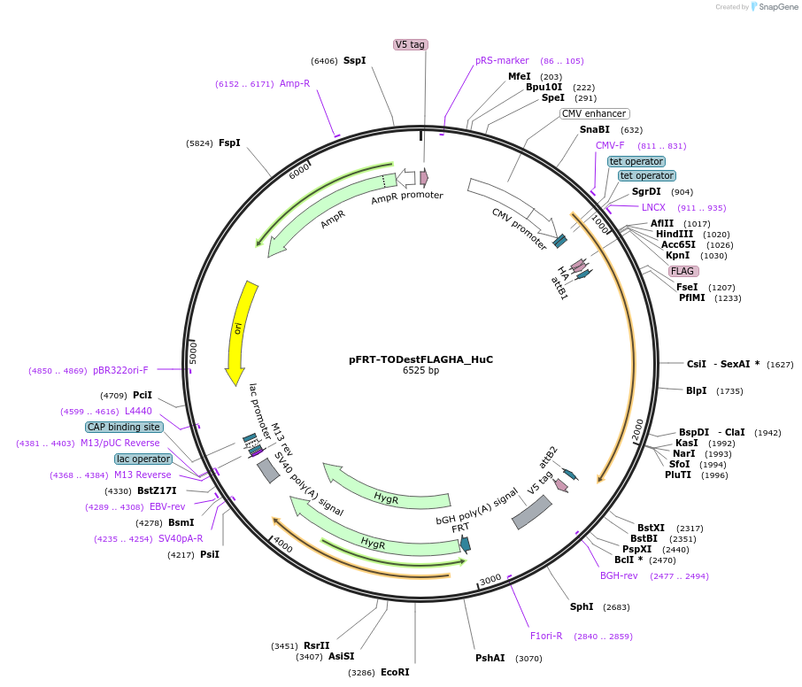 65756-plasmid-map-sequence-id-111826